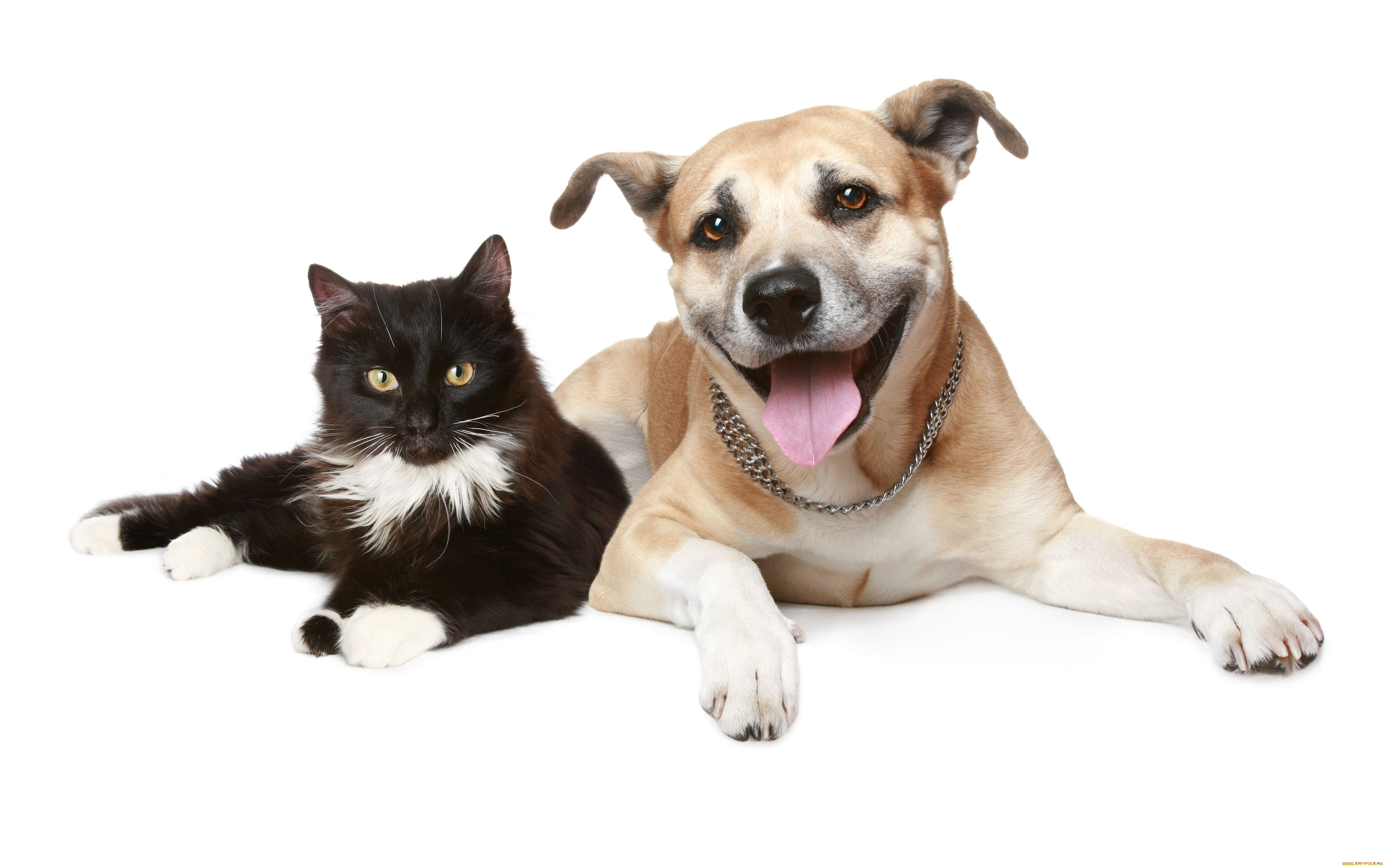, , , cat, dog